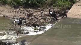 Saddle-billed Stork pair fishing on the downstream edge, Shingwedzi River crossing