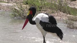 Saddle-billed Stork male fishing