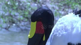 Saddle-billed Stork male - head detail