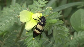 Toxic, blister-making CMR Beetle eating a flower