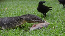 Monitor lizard devours fish as crows try to get a piece