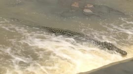 Nile Crocodile waiting for fish at the Shingwedzi River causeway