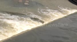 Nile Crocodile waiting for fish at the Shingwedzi River causeway - zoom