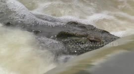 Nile Crocodile waiting for fish at the Shingwedzi River causeway - head detail