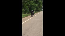 Dog riding pillion on the back of a motorbike