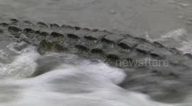 Nile Crocodile waiting for fish at the Shingwedzi River causeway - back detail