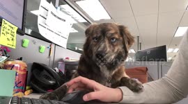 'This is the first and last time I bring my dog to work'