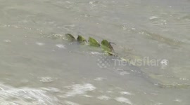 Nile Crocodile waiting for fish at the Shingwedzi River causeway - tail with damselfly