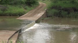 Nile Crocodile and Grey Heron waiting for fish at river crossing - long view zoom