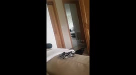 Cat cries after owner leaves for vacation.