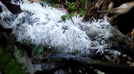 Real-life 'fairies' seen swarming on tree branch in Thailand