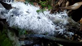 Newsflare Edit - Real-life 'fairies' seen swarming on tree branch in Thailand