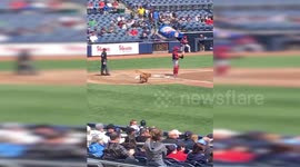 Newsflare Edit - Probably the world's fluffiest baseball player