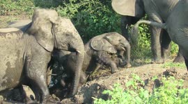 Baby elephant is encouraged by its mother while struggling to get out of river