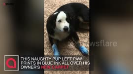 Pup caught in the act as he destroys new white carpet with inky blue footprints