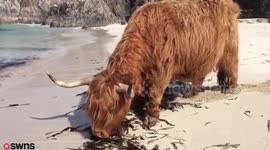 Highland cow enjoys dip in the ocean while snacking on seaweed at picturesque beach