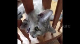 Cat gets head stuck in chair funny