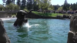 Elephant gives tourists a high-five from a distance