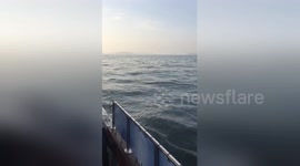 Basking sharks spotted off the coast of Cornwall