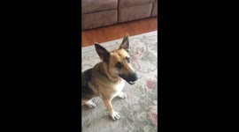 German Shepherd Gets My Keys to go for a Ride.