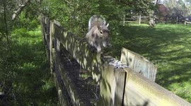 A squirrel eating sunflower seeds