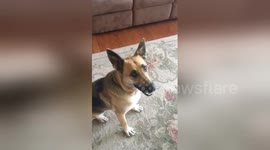 Adorable dog fetches car keys when owner says the word ‘Tacoma’