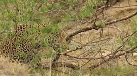 Watch a leopard outsmart a hyena to get back up a tree