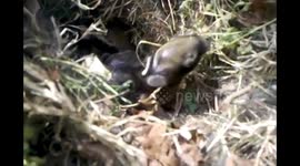 Newborn rabbits in a hole