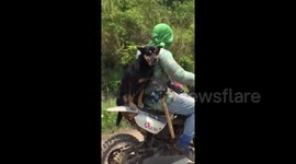 Adorable dog maintains his balance while riding on motorcycle