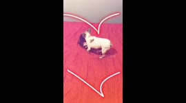 Chihuahua loves to cuddle