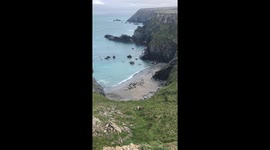 Seals basking on a Cornwall beach