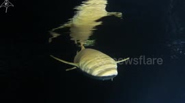Shark Night Dive in Maldives