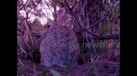 Wild bunny sniffs camera