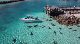 Drone footage shows sharks circling fishing boat in Bahamas