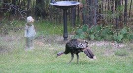 Wild Turkeys Search for Food