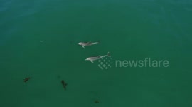 Dolphins playing with whales