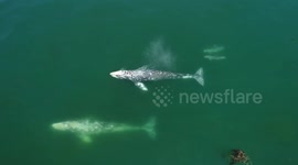 Drone footage shows dolphins and whales swimming together
