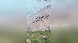 Group of seals sunbathing at a beach in Cornwall