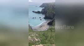 Group of seals sunbathing at a beach in Cornwall