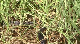 Deadly Australian Tiger Snake emerging from grass, hunting