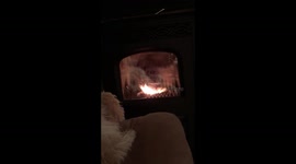 Puppy scared of own reflection
