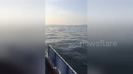 Newsflare Edit - Basking sharks spotted off the coast of Cornwall