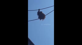 Orangutang takes a dump on spectators