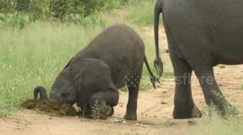 Baby elephant suddenly starts eating his mother's dung