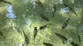 Wild trout in Krka waterfalls national park, Croatia