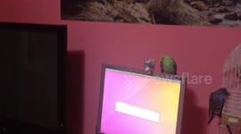 White budgie is chasing the  Mouse Cursor