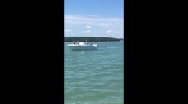 Dog meets dolphins