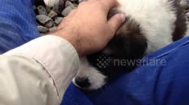 Cute Puppies