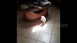 Adorable kitten tries to catch ray of sun