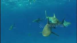 Being chased by sharks underwater